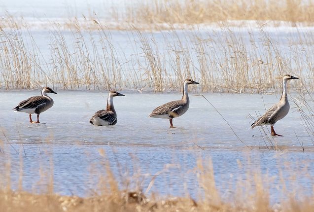 Вот приедет барин. Вячеслав Володин явил гром и молнии